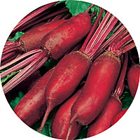 Cylindra Beets