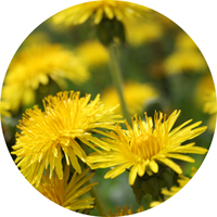Dandelion