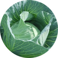 Danish Ballhead Cabbage