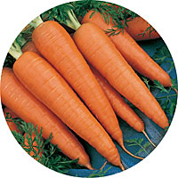Danvers Carrots