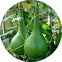 Dipper Asian Gourd