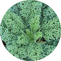 Dwarf Blue Curled Scotch Kale