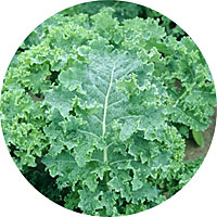 Dwarf Siberian Kale