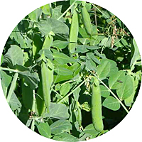 Early Frosty Peas