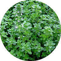 English Thyme