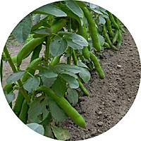 Fava Broad Windsor Beans