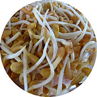 Fenugreek Sprouts
