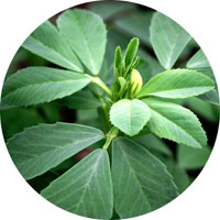 Fenugreek