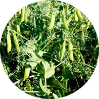 Field Peas