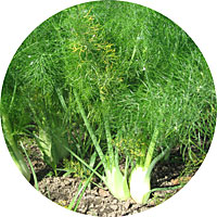 Florence Fennel