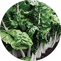 Fordhook Swiss Chard