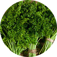 Forest Green Parsley