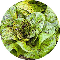 Freckles Romaine Lettuce