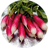 French Breakfast Radish