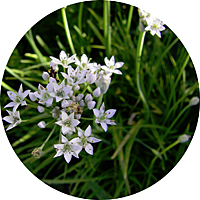 Garlic Chives