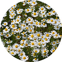 Common German Chamomile