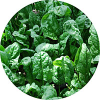 Giant Noble Spinach