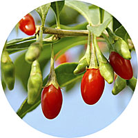 Goji Berries