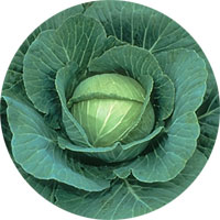Golden Acre Cabbage
