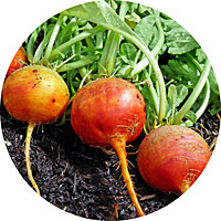 Golden Detroit Beets