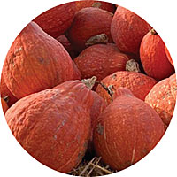Golden Hubbard Winter Squash