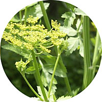 Golden Pascal Celery