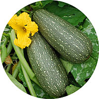 Gray Zucchini