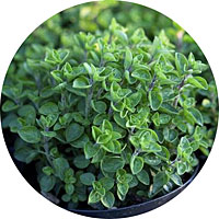 Greek Oregano