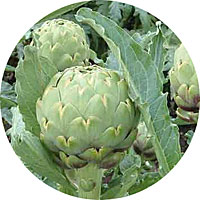 Green Globe Artichoke
