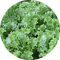 Green Ice Lettuce