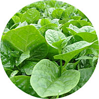 Green Stem Malabar Spinach