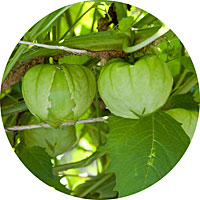 Green Tomatillo