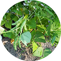 White Half Runner Bush Beans