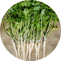Hamburg Rooted Parsley