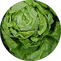 Hanson Crisphead Lettuce