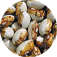 Hidatsa Shield Beans