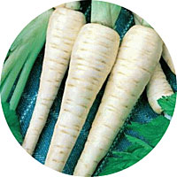 Hollow Crown Parsnip