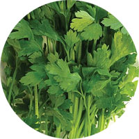 Italian Giant Parsley