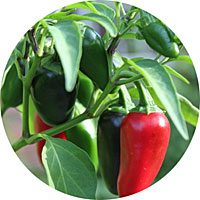 Jalapeno Peppers