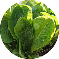 Jericho Romaine Lettuce