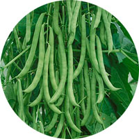 Kentucky Wonder Pole Beans