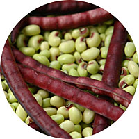 Knuckle Purple Hull Cowpea