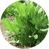 Large Leaf Sorrel Seeds