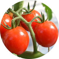 Large Red Cherry Tomato