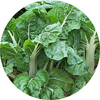 Large White Ribbed Swiss Chard