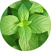 Lemon Basil