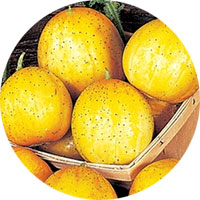 Lemon Cucumber