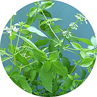 Licorice Basil