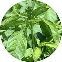 Lime Basil