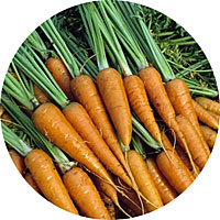 Little Fingers Carrots